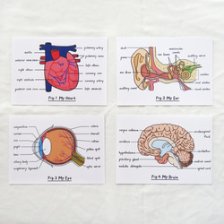 Miss You / 生物学 脳 はがき 臓器 解剖図 4枚目の画像