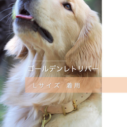犬の首輪　イタリアンレザー シンプルな美しさ 小型犬 中型犬 大型犬 レザーのナチュラル 銅の金具 14枚目の画像