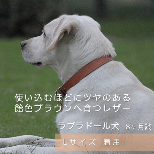 中型犬・大型犬用 4mm厚ナチュラル本革首輪 L〜XXL 丈夫でしっかり 名
