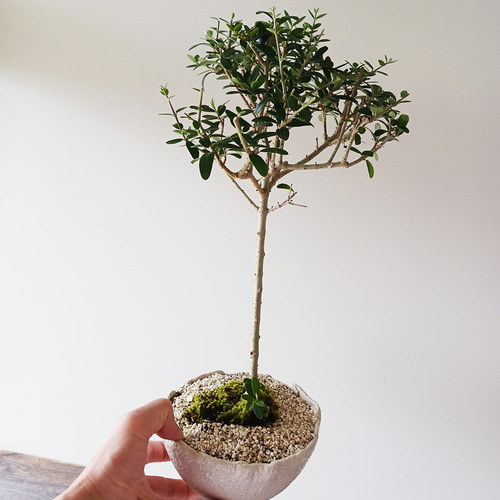 数年後の実を夢見て！盆栽 オリーブ （オリーヴ）の盆栽 万古焼白深鉢