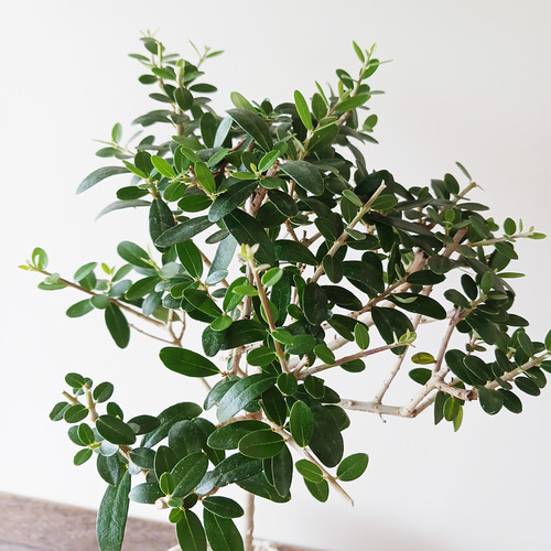 数年後の実を夢見て！盆栽 オリーブ （オリーヴ）の盆栽 万古焼白深鉢