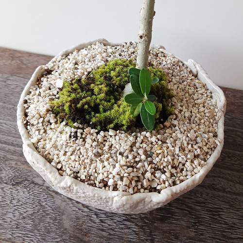 数年後の実を夢見て！盆栽 オリーブ （オリーヴ）の盆栽 万古焼白深鉢