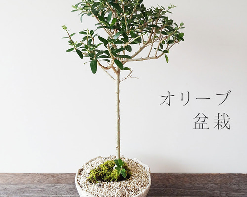 c447c3b1a73a59a32585159ac57e33