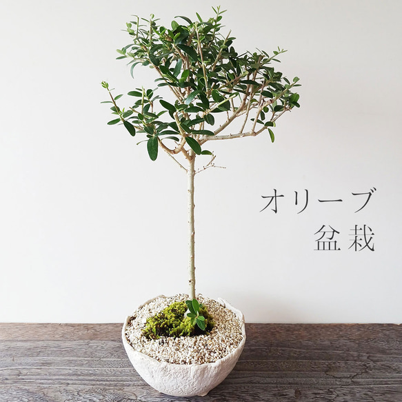 オリーブ　盆栽 OLIVE オリーブ盆栽 | BONSAI 鉄と山 | Garden Times