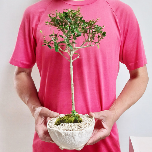 数年後の実を夢見て！盆栽 オリーブ （オリーヴ）の盆栽 万古焼白深鉢