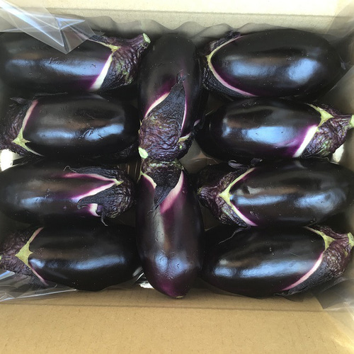高知県産なすび 1.8kg(約20本前後) 野菜 kagayaki 通販 高知県産なすび 1.8kg(約20本前後) 野菜 kagayaki 通販