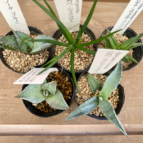 アガベ 5種set アートフラワー plant life 通販 9973316｜Creema