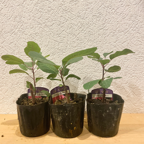 スモークツリー 苗 ワインカラー 希少品種 苗木 その他インテリア雑貨