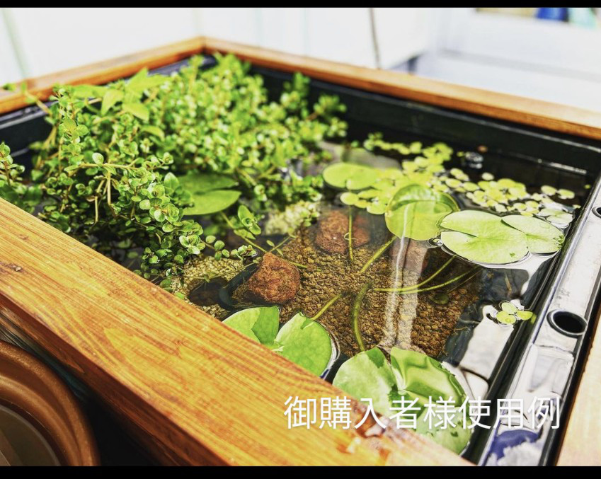 ビオトープ 60L トロ舟＆木枠セット（棚付き） メダカ・金魚飼育用