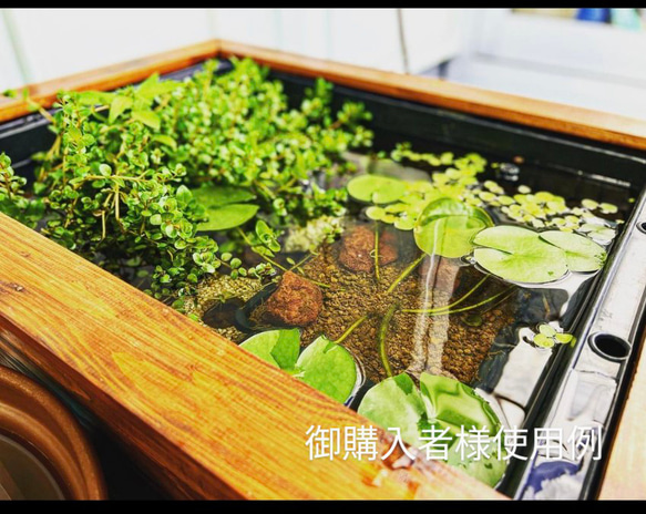 60㍑タイプ　ビオトープ　メダカ・金魚　他　飼育セット　トロ舟カバー　トロ舟付 