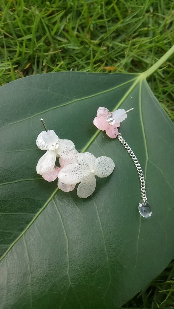 『紫陽花の雫』本物のお花のピアス(ホワイト&ピンク) 2枚目の画像