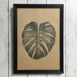 monstera deliciosa / モンステラの新しいポスター完成