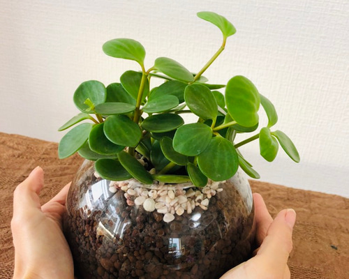 観葉植物 ぺぺロミア ホープ♡ 楽天市場】観葉植物/ぺぺロミア ：ホープ3号ポット : 園芸ネット