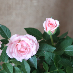 ミニバラ♡ポールセンローズ♡ネザ♡麻巻き♡ アートフラワー 桜