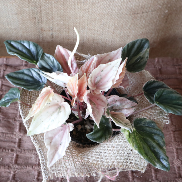 ペペロミア♡ニューピンクレディ♡観葉植物♡麻巻き♡ アートフラワー