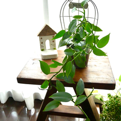 ハイドロカルチャー　シルバーメタル　観葉植物　お部屋に緑を 1枚目の画像