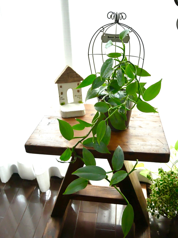 ハイドロカルチャー　シルバーメタル　観葉植物　お部屋に緑を 1枚目の画像