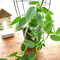 ハイドロカルチャー　シルバーメタル　観葉植物　お部屋に緑を 2枚目の画像
