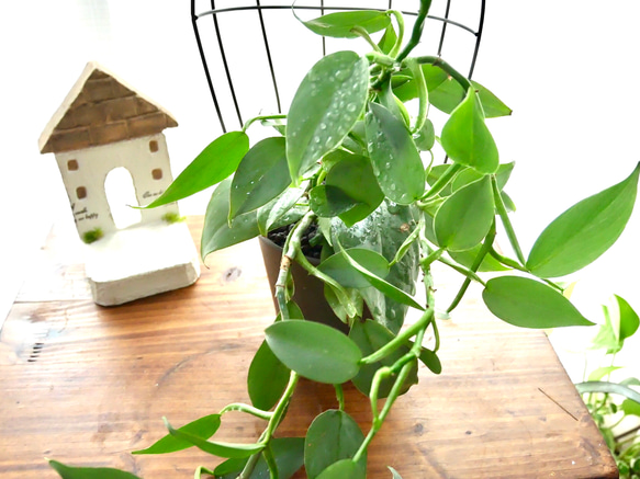 ハイドロカルチャー　シルバーメタル　観葉植物　お部屋に緑を 2枚目の画像