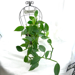 ハイドロカルチャー　シルバーメタル　観葉植物　お部屋に緑を 6枚目の画像