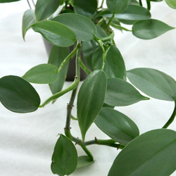 ハイドロカルチャー　シルバーメタル　観葉植物　お部屋に緑を 7枚目の画像
