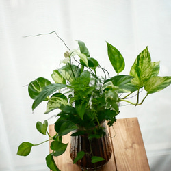 緑の花束　観葉植物　ブリコラージュ　ギャザリング　スパティフィラム　ショパンやポトス　 1枚目の画像