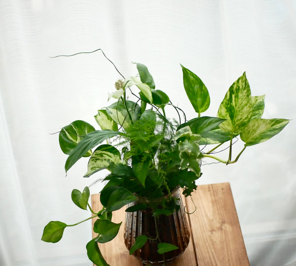 緑の花束　観葉植物　ブリコラージュ　ギャザリング　スパティフィラム　ショパンやポトス　 1枚目の画像