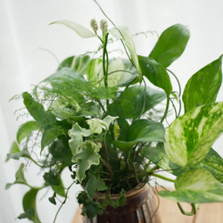 緑の花束　観葉植物　ブリコラージュ　ギャザリング　スパティフィラム　ショパンやポトス　 2枚目の画像