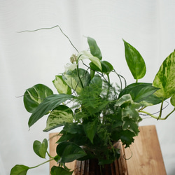 緑の花束　観葉植物　ブリコラージュ　ギャザリング　スパティフィラム　ショパンやポトス　 4枚目の画像