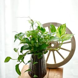 緑の花束　観葉植物　ブリコラージュ　ギャザリング　スパティフィラム　ショパンやポトス　 5枚目の画像