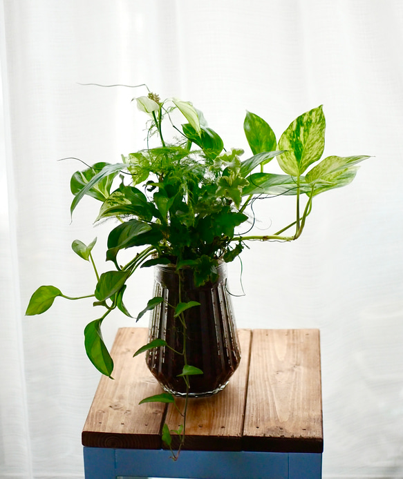 緑の花束　観葉植物　ブリコラージュ　ギャザリング　スパティフィラム　ショパンやポトス　 6枚目の画像