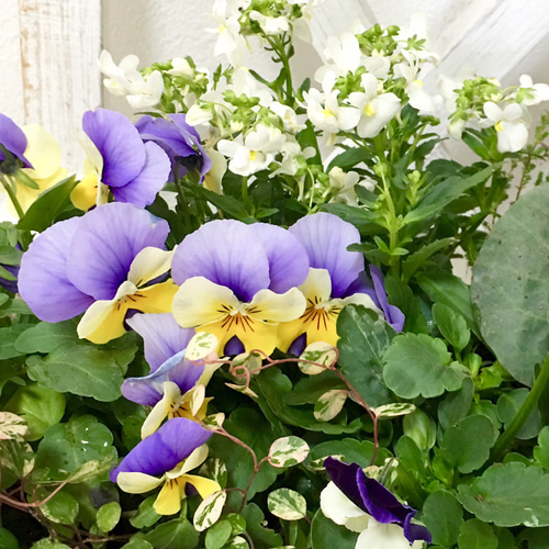 プランター横幅約25センチ 葉牡丹 ビオラ 大人シックな 冬から春の寄せ