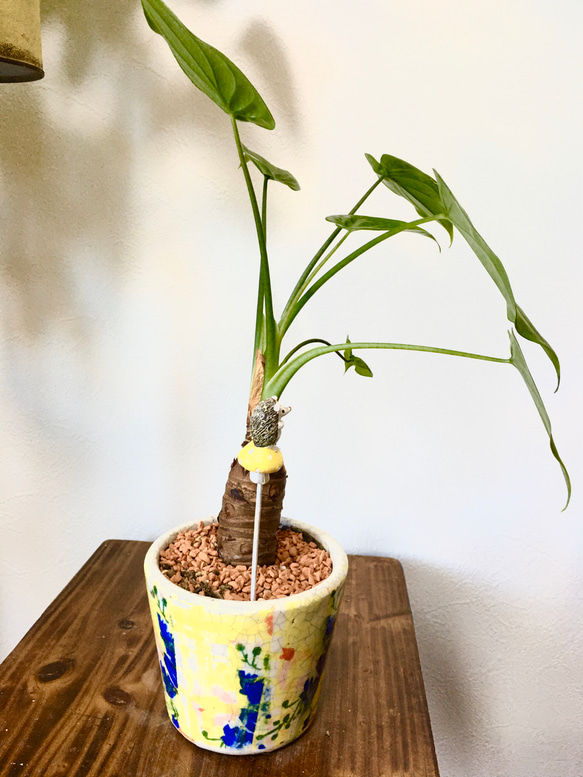 届いてすぐ飾れる　クワイズモ　鉢植え　ハリネズミピックつき 3枚目の画像