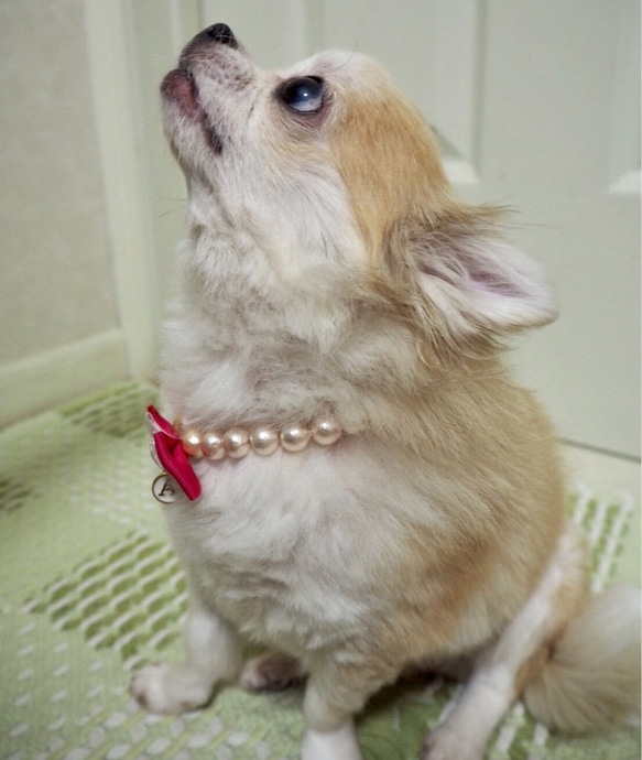 ペット おうち用首輪 コットンパール ピンク 猫 小型犬 選べるイニシャル マグネットクラスプ グログランリボン 3枚目の画像