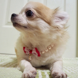ペット おうち用首輪 コットンパール ベージュ 猫 小型犬 選べるイニシャル マグネットクラスプ グログランリボン 4枚目の画像