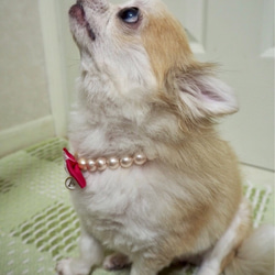 ペット おうち用首輪 コットンパール ベージュ 猫 小型犬 選べるイニシャル マグネットクラスプ グログランリボン 5枚目の画像