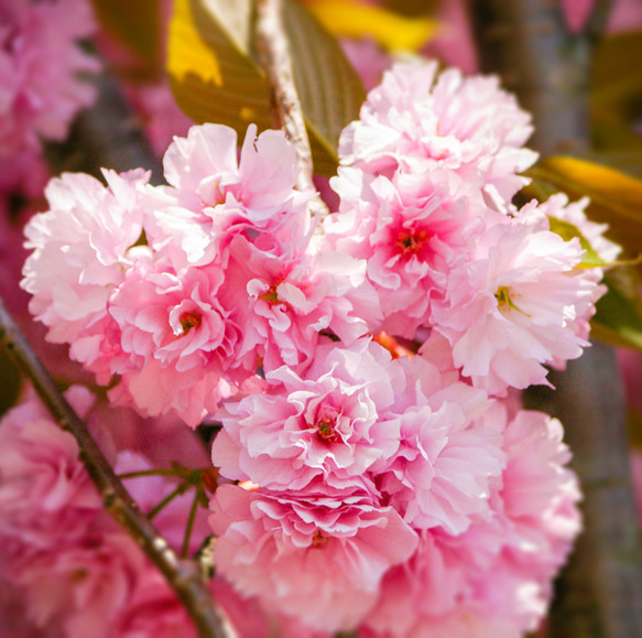 押花のボールペン FlowerPen 八重桜  / やえざくら （黒色） TFB2021 4枚目の画像
