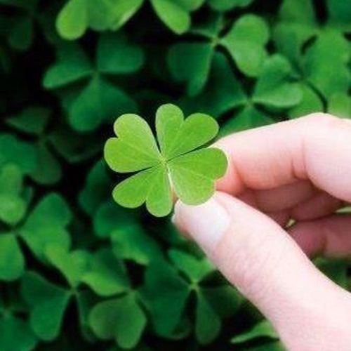 よつばのくろーばー様 Flower Pen 四葉 /よつば クローバー (水色) TFB2021 bl PARKER type