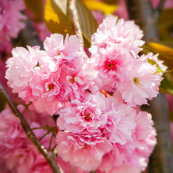 押花のボールペン FlowerPen 八重桜 / やえさくら (桃色） TFB2021 3枚目の画像