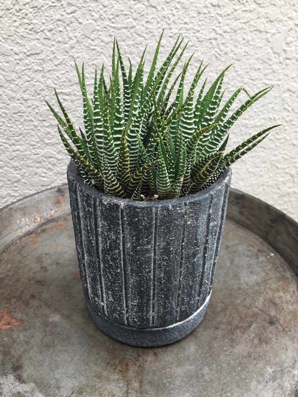 多肉植物　ジュウニノマキ 1枚目の画像