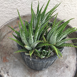 多肉植物　ジュウニノマキ 2枚目の画像