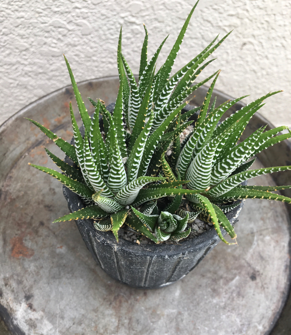 多肉植物　ジュウニノマキ 2枚目の画像