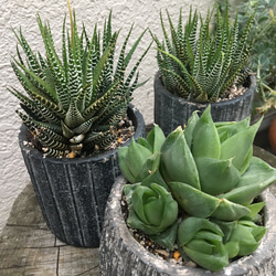 多肉植物　ジュウニノマキ 3枚目の画像