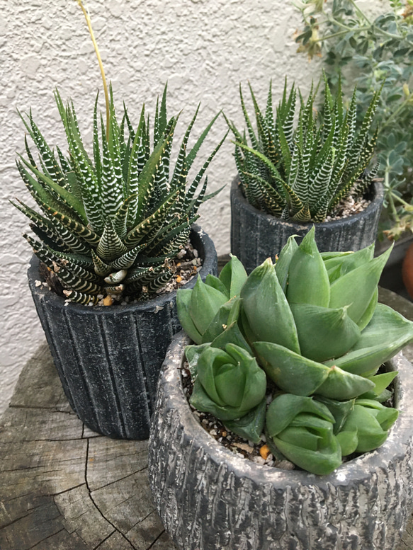 多肉植物　ジュウニノマキ 3枚目の画像