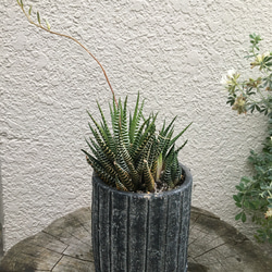 多肉植物　ジュウニノマキ 4枚目の画像