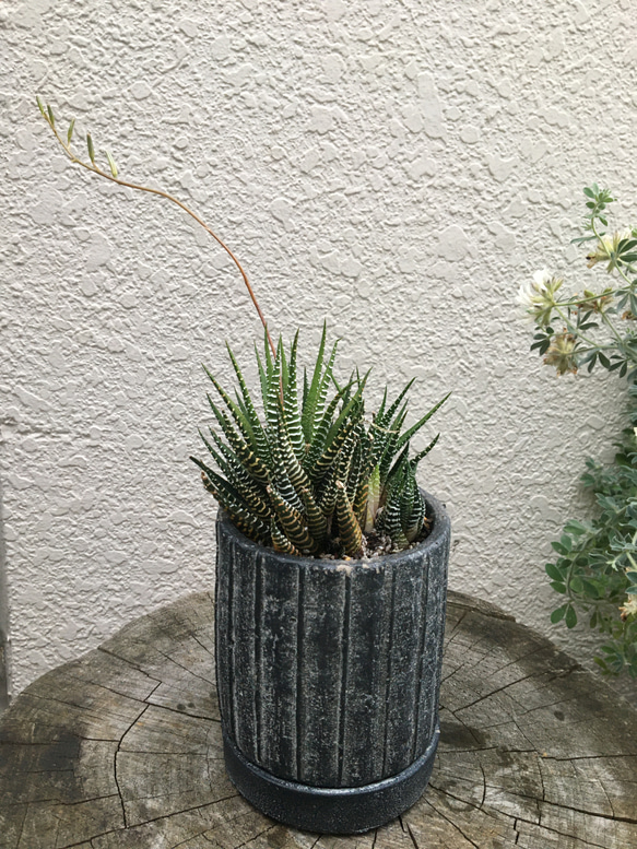 多肉植物　ジュウニノマキ 4枚目の画像