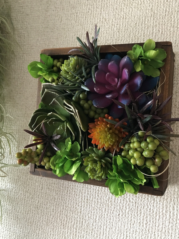 多肉植物壁掛け(アンティーク風画鋲付き)送料無料 1枚目の画像