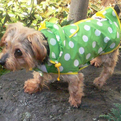WLY1817-D  狗衣服雨衣單獨  完全防水的波爾卡圓點雙色配色方案 第1張的照片