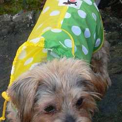 WLY1817-D  狗衣服雨衣單獨  完全防水的波爾卡圓點雙色配色方案 第2張的照片