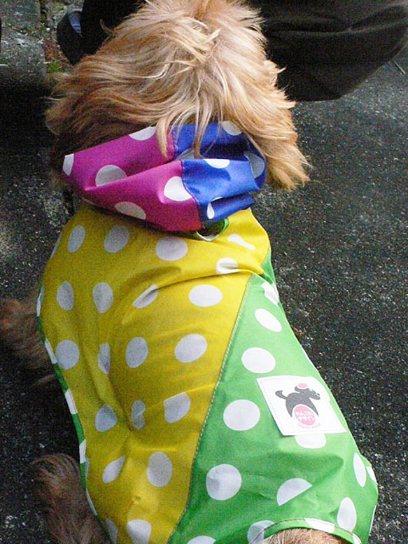 WLY1818-D　犬服レインコート単品  完全防水　水玉４色配色 2枚目の画像
